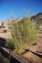 DSC_5432.JPG